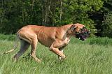 DOGUE ALLEMAND 536